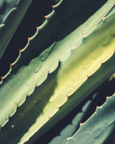 Back to Basics: Aloe Vera